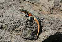 Nevada Side-blotched Lizard