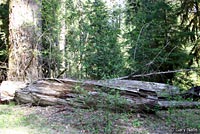 Clouded Salamander habitat