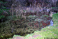 Northwestern Salamander habitat