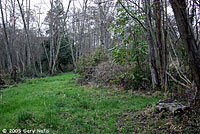 Northwestern Salamander habitat