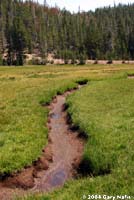 Boreal Toad habitat