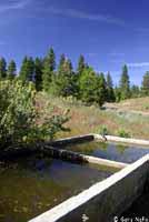 Central Long-toed Salamander Habitat