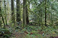 Oregon Slender Salamander habitat