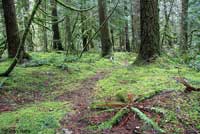 Oregon Slender Salamander habitat