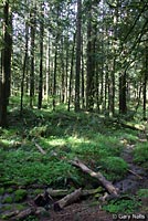 Oregon Slender Salamander habitat