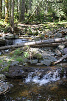 Olympic Torrent Salamander habitat