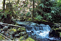 Olympic Torrent Salamander habitat