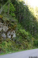 Oregon Alligator Lizard habitat