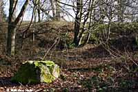 Oregon Ensatina habitat