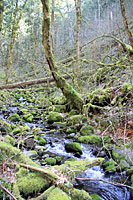 Coeur d'Alene Salamander habitat