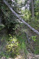 Coeur d'Alene Salamander habitat