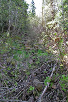 Coeur d'Alene Salamander habitat