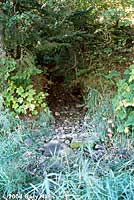 Coeur d'Alene Salamander habitat