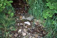 Coeur d'Alene Salamander habitat