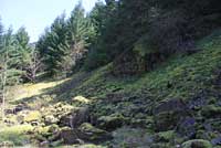 Larch Mountain Salamander habitat