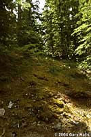 Larch Mountain Salamander habitat