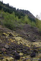 Larch Mountain Salamander habitat