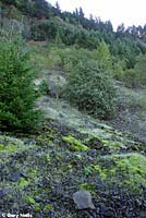 Larch Mountain Salamander habitat