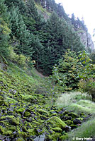 Larch Mountain Salamander habitat