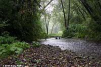 Western Red-backed Salamander habitat