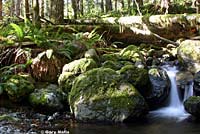 Olympic Torrent Salamander habitat