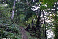 Oregon Slender Salamander habitat