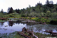 Northwestern Salamander habitat