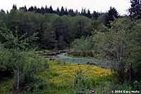 Northern Pacific Treefrog habitat