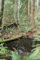 Rough-skinned Newt habitat