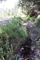 Rough-skinned Newt habitat