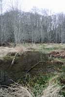 Rough-skinned Newt habitat