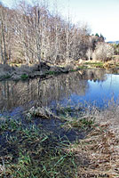 Rough-skinned Newt habitat