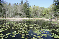 Rough-skinned Newt habitat