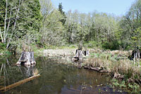 Rough-skinned Newt habitat