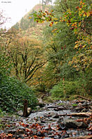 Cascade Torrent Salamander habitat