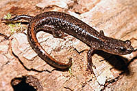 Clouded Salamander