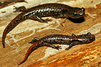 Clouded Salamander