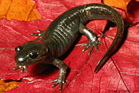 Northwestern Salamander