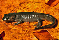 Northwestern Salamander