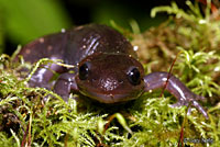 Northwestern Salamander 