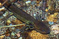 Northwestern Salamander