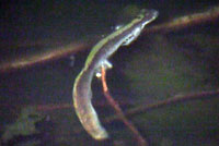 Western Long-toed Salamander