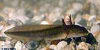 Central Long-toed Salamander Larva