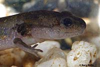 Central Long-toed Salamander Larva