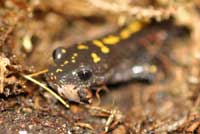 Central Long-toed Salamander