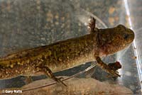 Central Long-toed Salamander Larva