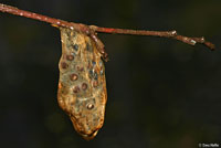 Western Long-toed Salamander eggs