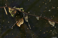 Western Long-toed Salamander eggs