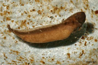 Western Long-toed Salamander eggs