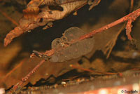 Western Long-toed Salamander eggs